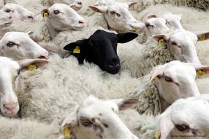 BLOG (Jerry Helmers): En toen was ik het zwarte schaap. En de Kop van Jut